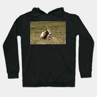 Scimitar Horned Antelope Hoodie